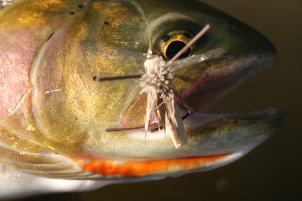 Bozeman Fly Fishing