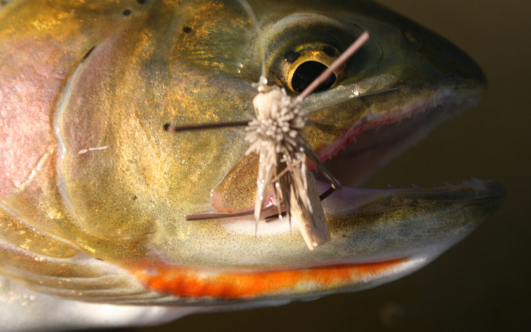 Bozeman Fly Fishing