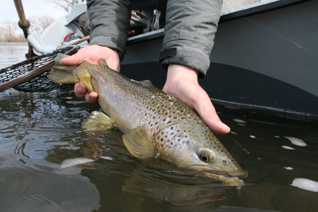 Bozeman Montana Fly Fishing